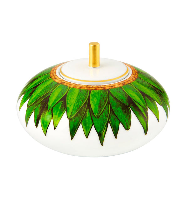 Amazonia - Sugar Box