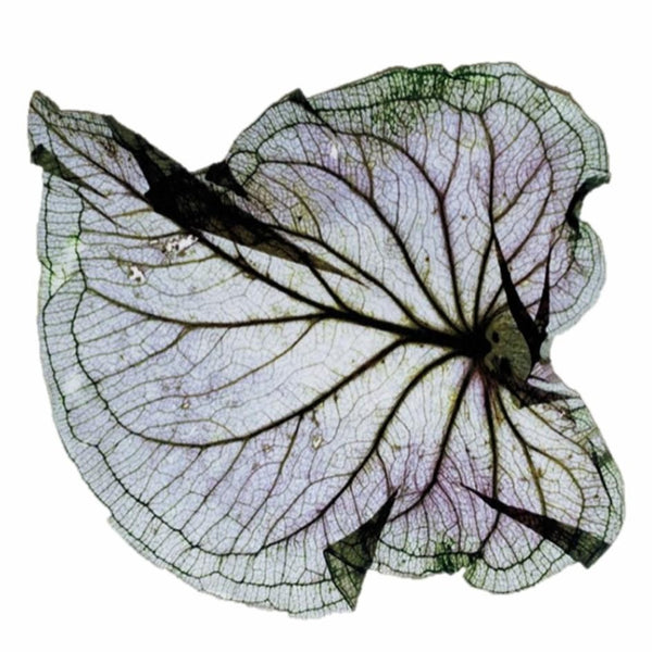 Biofilia - Placemats (Set of 2)